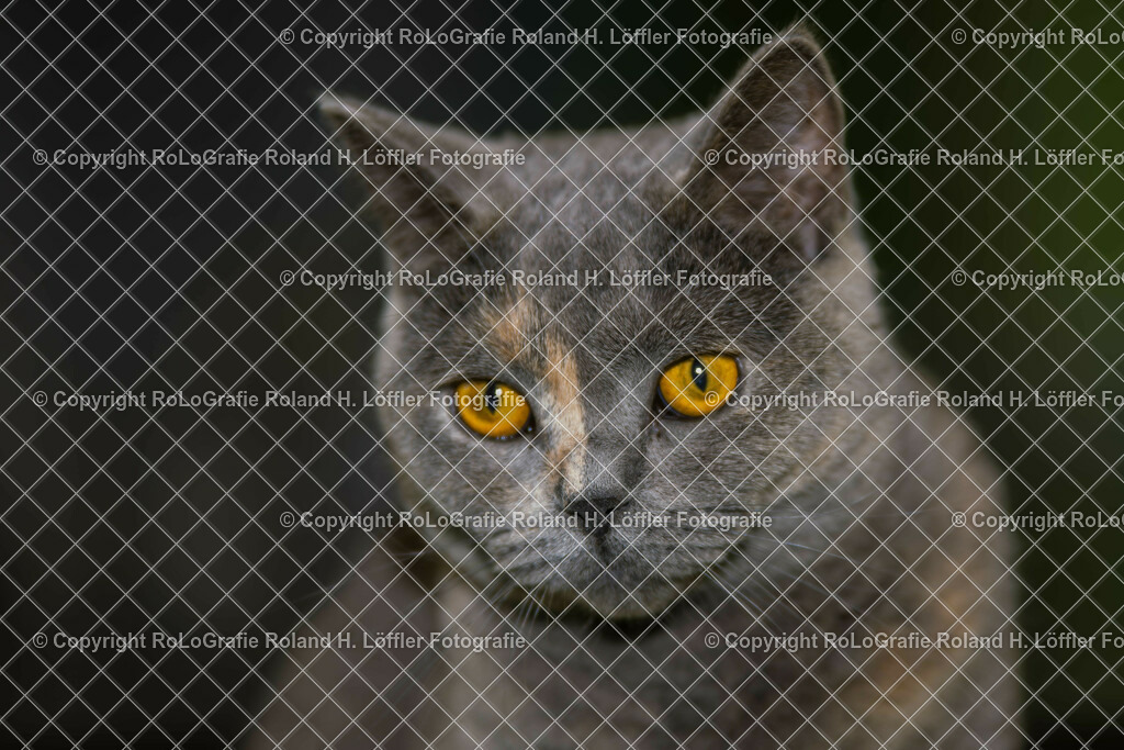 Katze-02 | Katze Britisch Kurzhaar  - Realisiert mit Pictrs.com