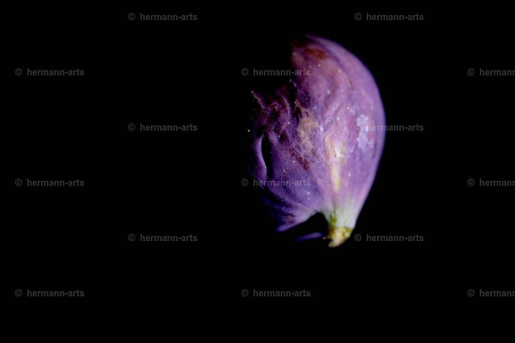 Fruits-Art-053 | Photo Foto Kunst Art schwarzweiss Bilder Rheine Münster Berlin Blumen 