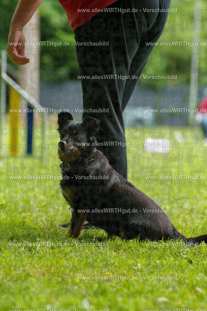 @allesWIRTHgut_Tierfotografie - www.allesWIRTHgut.de - 090204-7R506435 | Professionelle Tierfotografie in Mönchengladbach von Daniel Wirth (allesWIRTHgut). Liebevolle & natürliche Bilder von Hunden & Katzen für unvergessliche Erinnerungen.