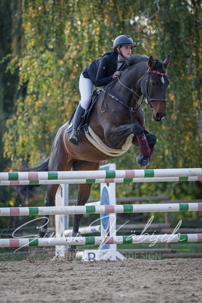 20251012-_3LI5803 | Tierfotografie Pferde, Hunde, Katzen, Haustiere.
Turnierfotografie Reitturniere, Reiten, Springreiten, Dressur in Hanau, dem Main-Kinzig-Kreis und dem Rhein-Main- Gebiet um Frankfurt