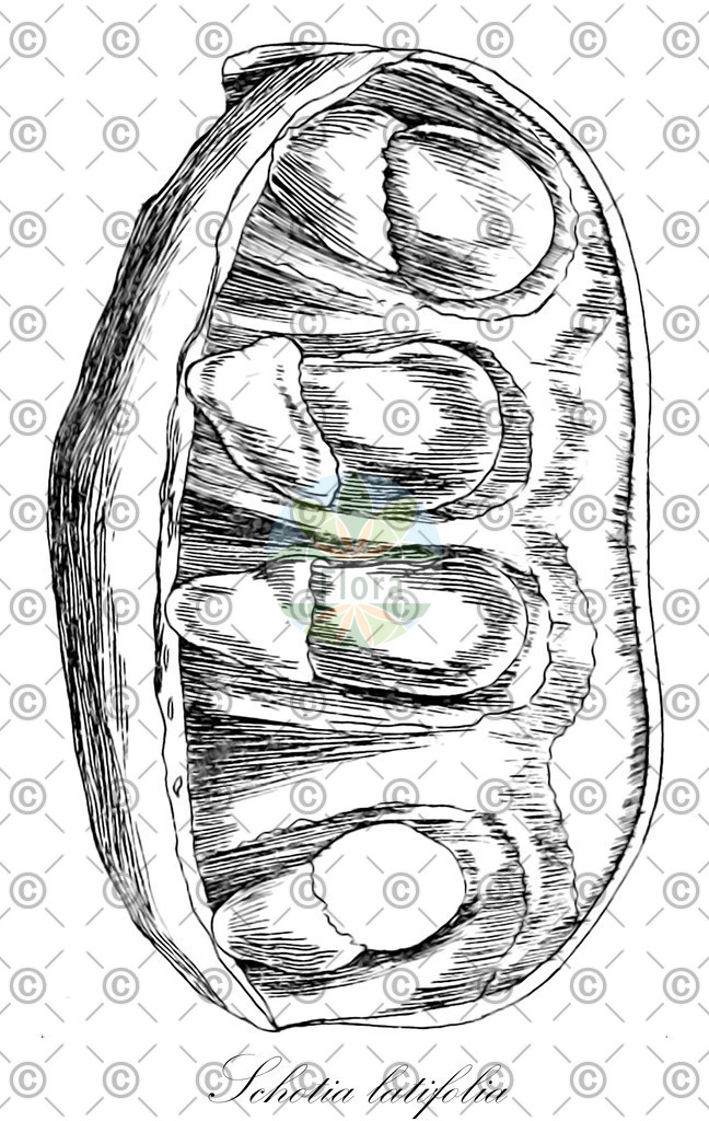HistAbb_wfo-0000501014_1_ENZY_Simple | Historische Abbildung von Schotia latifolia - Fabaceae | Historical Illustration of Schotia latifolia - Fabaceae