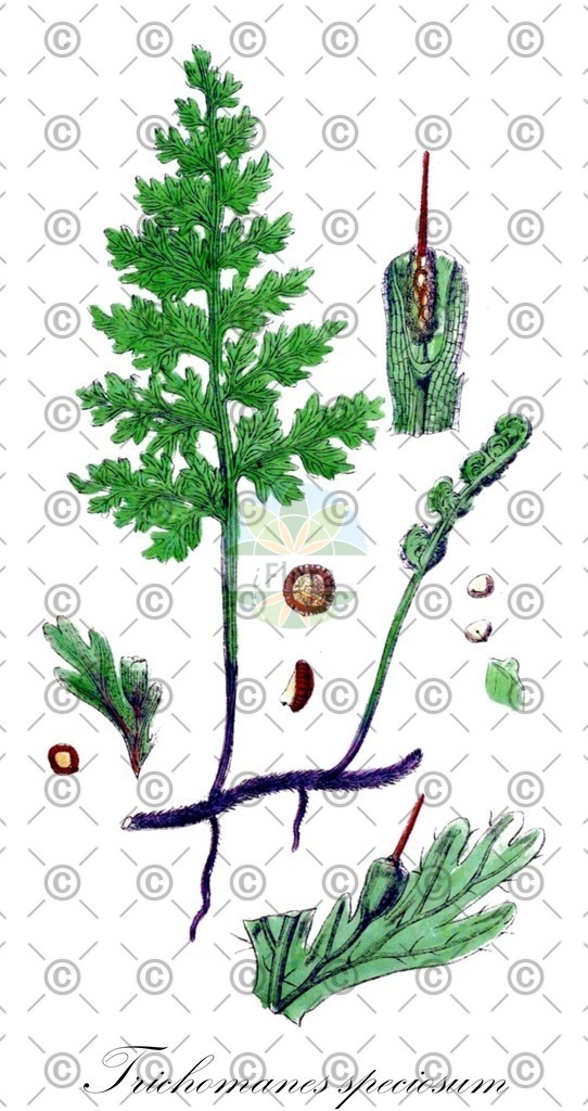 HistAbb_EMP_4437_SRC_Schlechtendal_FLORAD_SIMPLE | Historische Abbildung von Trichomanes speciosum - Hymenophyllaceae (Prächtiger Dünnfarn;Dünnfarn;Europäischer Dünnfarn) | Historical Illustration of Trichomanes speciosum - Hymenophyllaceae (killarney fern)