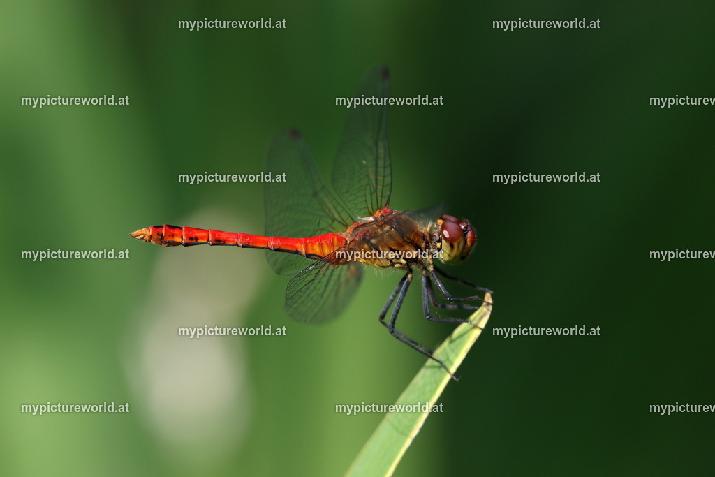 Blutrote Heidelibelle-004 | Das Bilderarchiv über Tiere, Planzen und Landschaften. In der Bilddatenbank finden Sie ein große Auswahl an hochwertigen Bilder für Ihre Werbung - Realisiert mit Pictrs.com