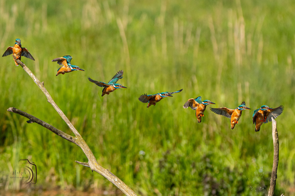 Eisvogel | Flugbahn des Eisvogel - Realisiert mit Pictrs.com