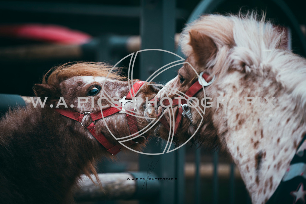 A-Willdoner_20251223_309 | Sport-,  Presse- und Eventbegleitung!
Contact me !
