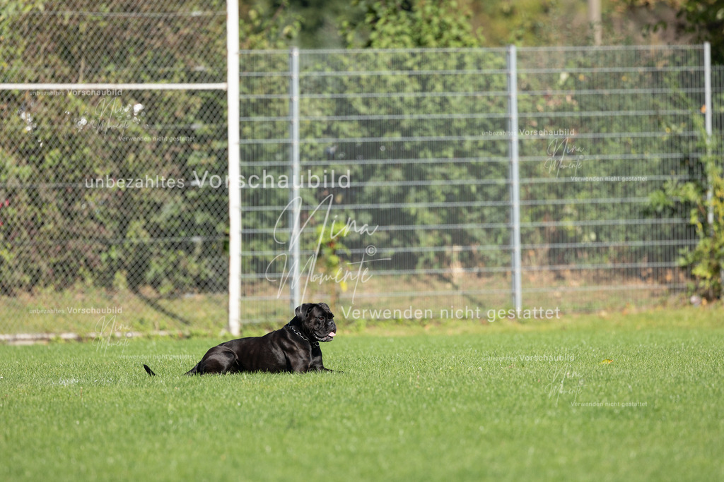 _16A5606 | Einzigartige Fotos von Hunden & Menschen –Actionfotos, Portraits, Vereinsaufnahmen & Paarshootings – authentisch, lebendig & mit Herz.