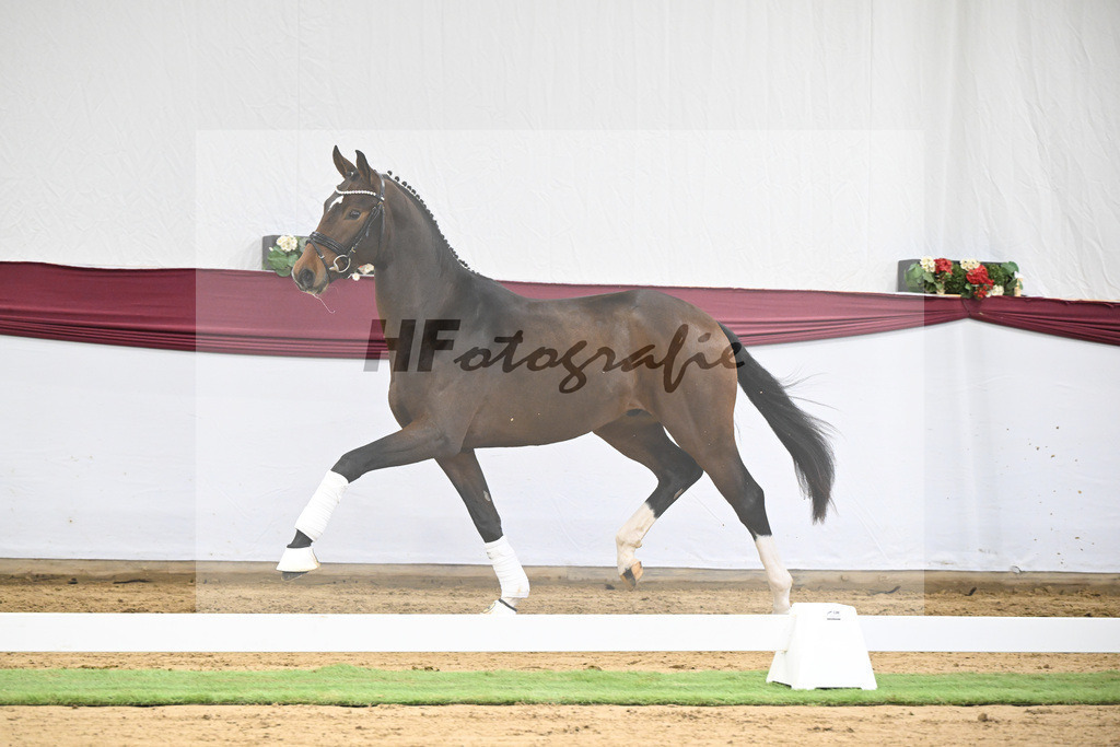 Kat-Nr. 35 Va Bene x San Amour I_Gestuet Greim_47251217 | hf-fotografie - Realisiert mit Pictrs.com