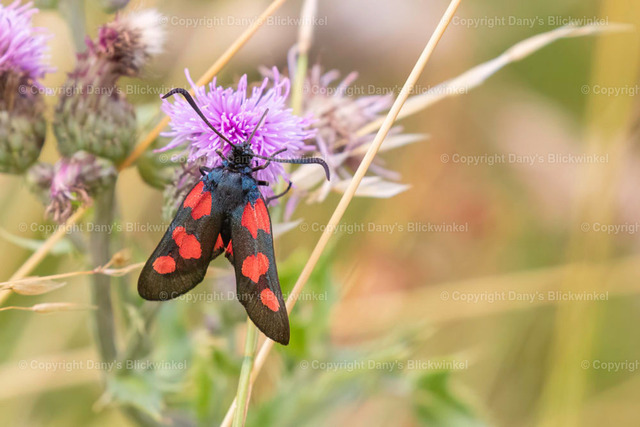 20186 | Tierfotografie, Tierkalender, Tierbilder, Insekten, Spinnen, Vögel, Schmetterling, Libellen, Leinwand, Colorkey, Qualität, Geschenkartikel, Geschenk - Realisiert mit Pictrs.com