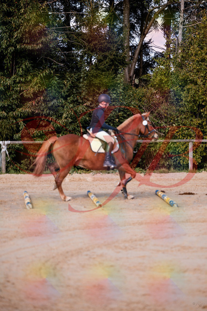 2026_10_03_Siefer-Hof_144625_Z81_22404317 | Professionelle Reitsport-, Turnier- und Eventfotografie von Robert Broda. Galerien mit ausgewählten und bearbeiteten Bildern direkt online ansehen und bestellen.