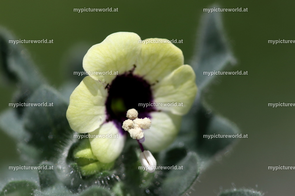 Weißes Bilsenkraut-006 | Das Bilderarchiv über Tiere, Planzen und Landschaften. In der Bilddatenbank finden Sie ein große Auswahl an hochwertigen Bilder für Ihre Werbung - Realisiert mit Pictrs.com