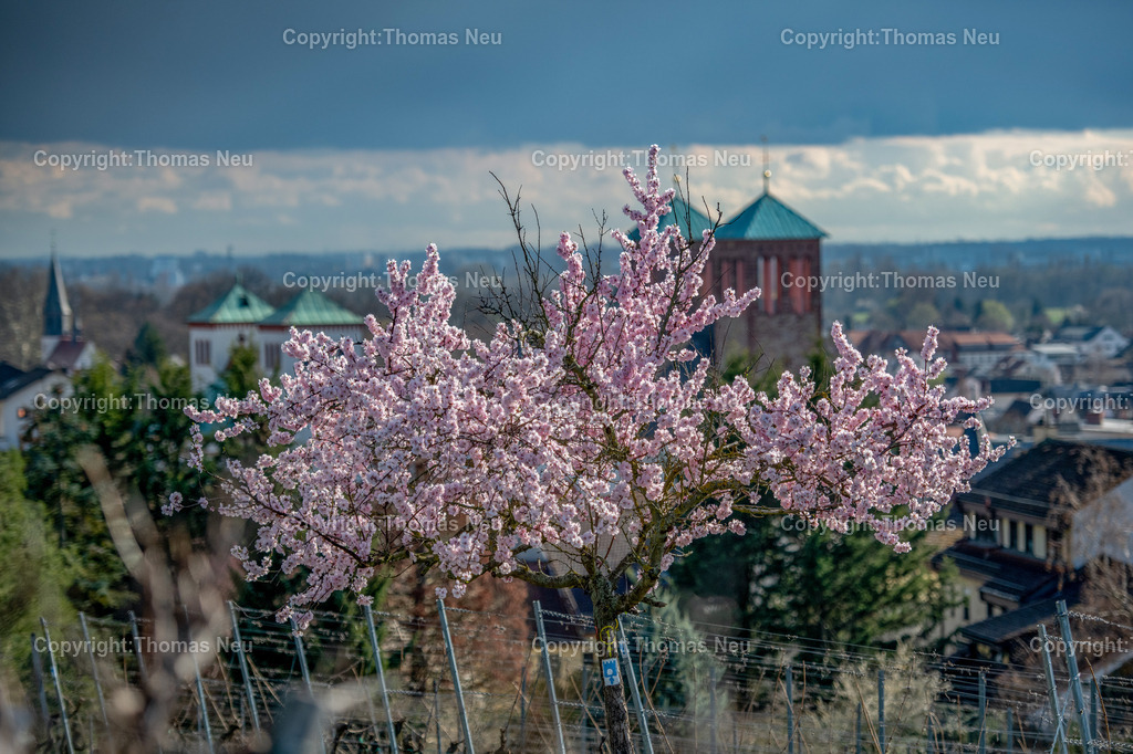 mandelbluete-kirchberg-bensheim-Bensheim-Fruehling-bergstrasse-kirche-sankt-georgFotografie-thomas-neu.jpg-19 | Blühender Mandelbaum im Frühling am Bensheimer Kirchberg mit Blick über die Stadt und die Weinberge an der Hessischen Bergstraße.