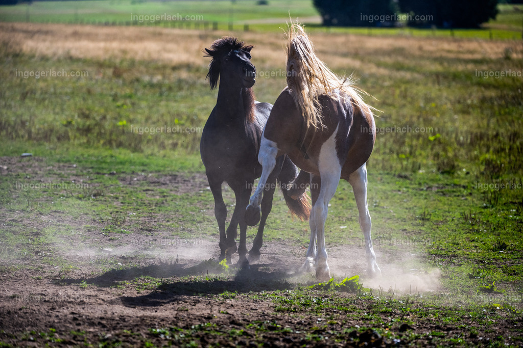 Islandhengste | Ingo Gerlach