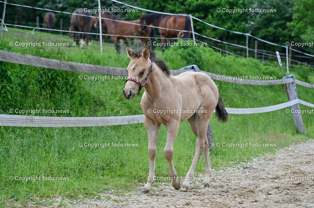 Otis_ 25.05.2023-32 | 25.05.2023, Slowakei, SVK, Dolný Moštenec, im Bild Fohlen, Pferd, Quarter Horse, Reitplatz
