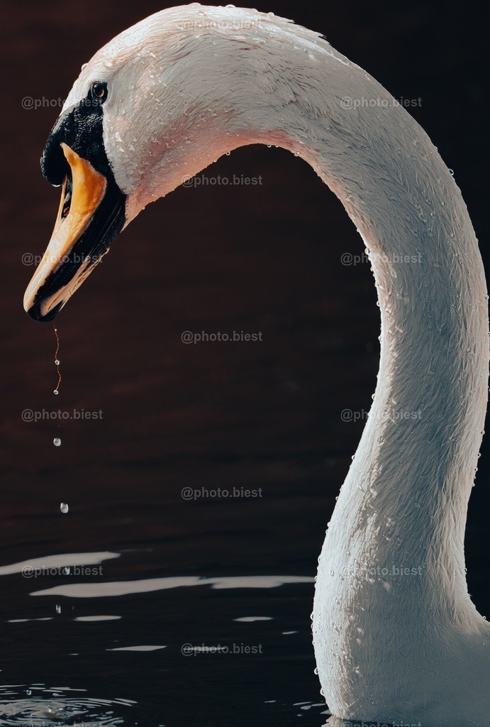 Die "2" | Ein bildausfüllender Schwan auf dem See. - Realisiert mit Pictrs.com