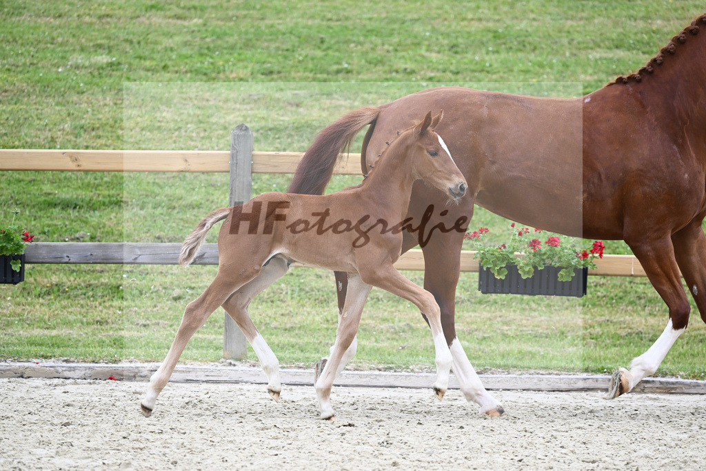 Kat-Nr. 40 HF DSP Feliciano_Eder_17230461 | hf-fotografie - Realizzato con Pictrs.com