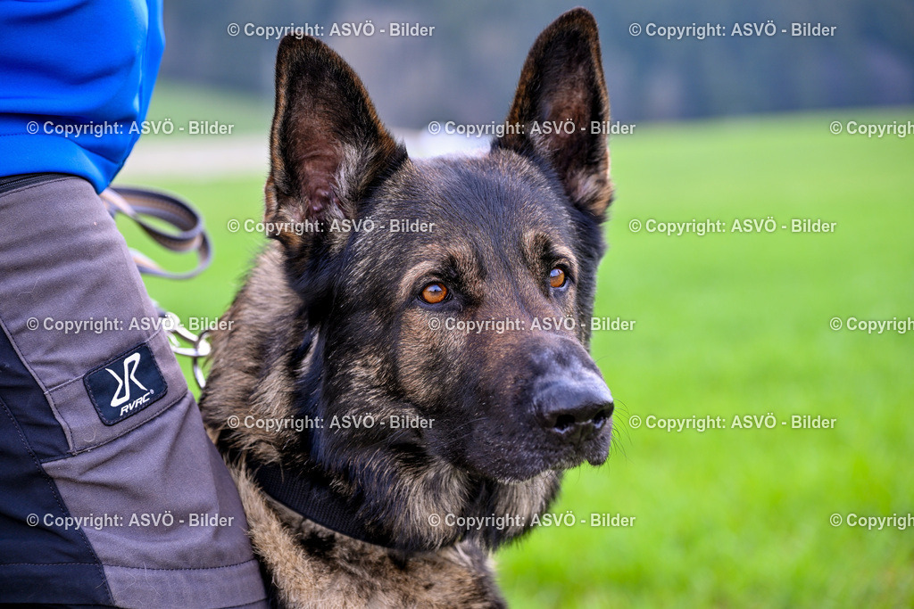ASVÖ_ Tracking Dog World Championship 2025_ 05.04.2025-96 | bilder.asvo-sport - Realisiert mit Pictrs.com