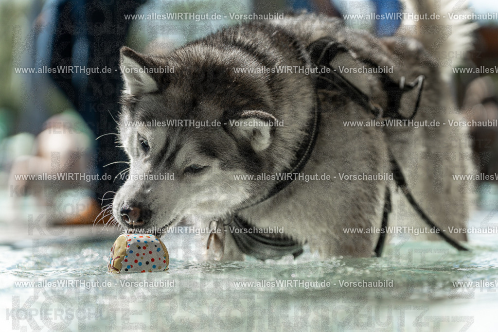 Hundeschwimmen_Volksbad_2026-allesWIRTHgut_Tierfotografie-2609061354-7R500963 | Professionelle Tierfotografie in Mönchengladbach von Daniel Wirth (allesWIRTHgut). Liebevolle & natürliche Bilder von Hunden & Katzen für unvergessliche Erinnerungen.