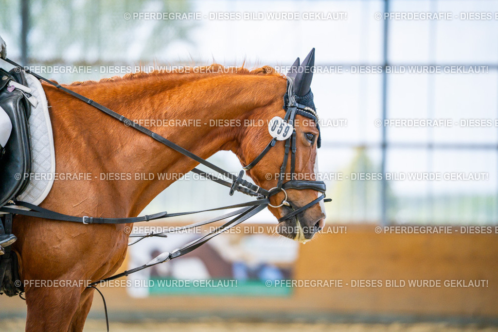 DSC04358 | Pferdegrafie