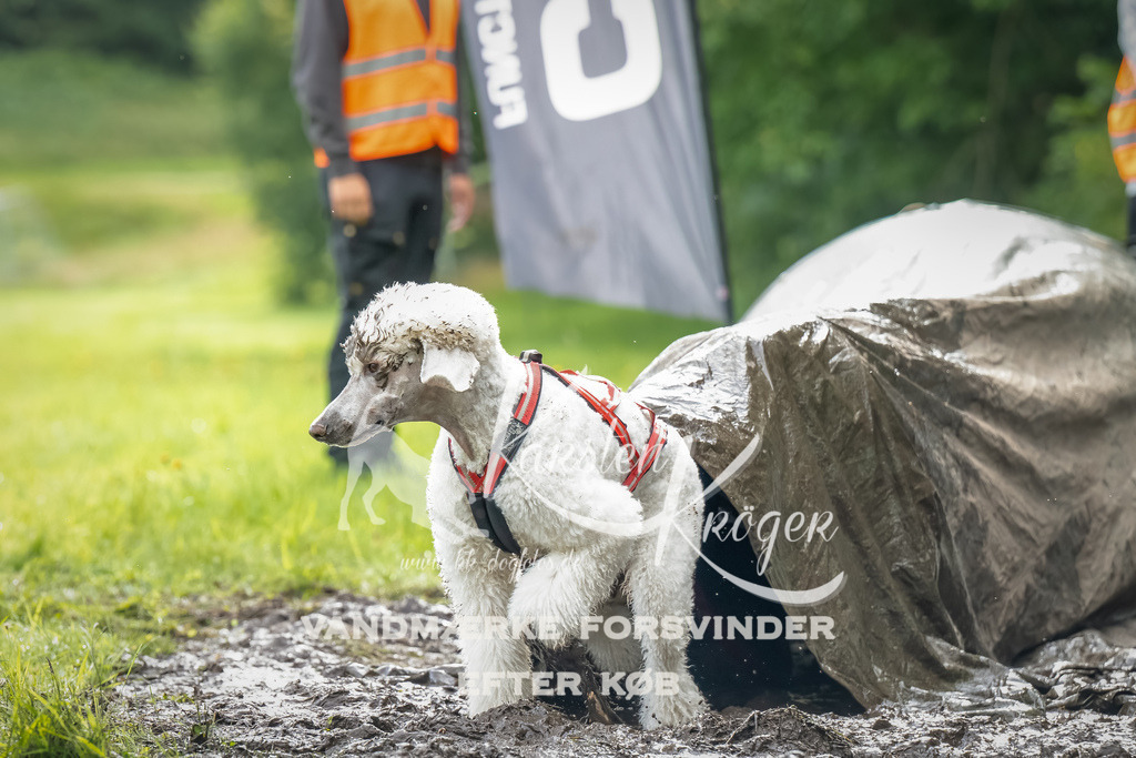 0909_ZZ90206-Bearbeitet | kk-dogfotos