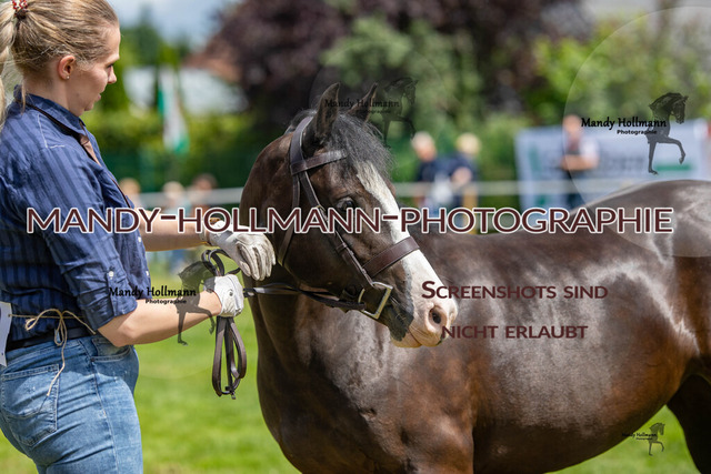 IG WELSH VM 2024-615 | mandyhollmannphotographie