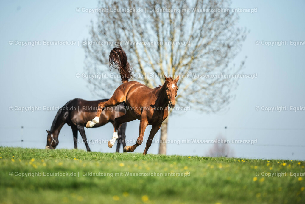 20210426_Pferd-auf-Koppel_0010 | equistock