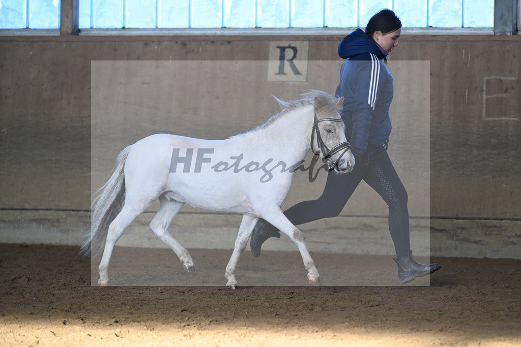 Kat-Nr. 16 Amigo vom Elbseetal v. Golden Wonder  v h Houbenhof_Koldas_49250699 | hf-fotografie - Realisiert mit Pictrs.com