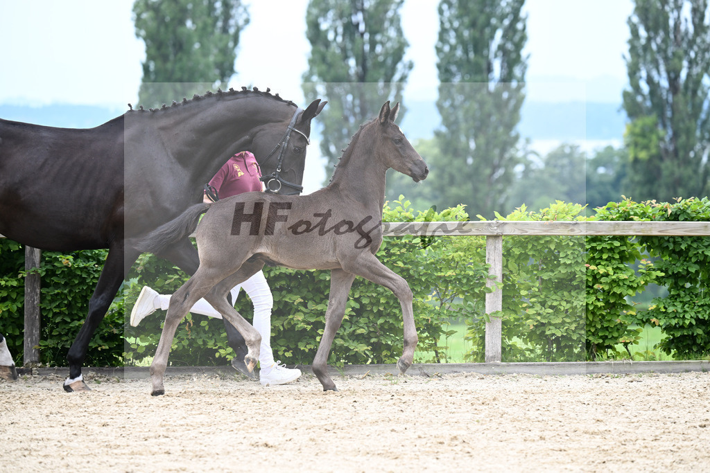 Kat-Nr. 17 Escanto PS x Danciano_HF_Huebner_14250476 | hf-fotografie - Realisiert mit Pictrs.com