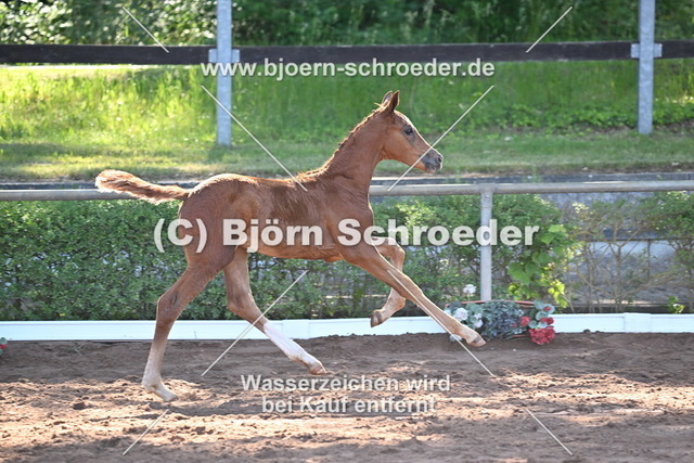 13_Vivanero - Quaterback_758_8019 | Björn Schroeder Pferdefotografie
