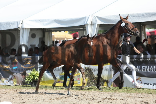 Fohlenmarkt_Riedlingen_2024_KN_35_Brown Sugar (12) | Alle Fotos der Reiterjournal Fotografin Doris Matthaes im Reiterjournal Online-Fotoshop. - Realisiert mit Pictrs.com