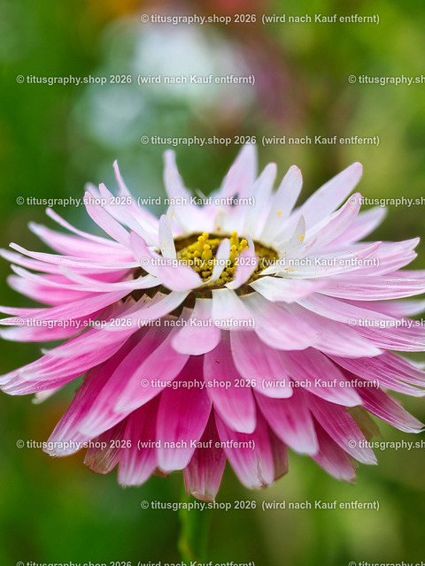 titusgraphy_P7173242-vz-ln | titusgraphy-shop: Geschenkideen mit Qualitätsfotos. titusgraphy-shop: gift ideas with quality photos. titusgraphy-shop: idées cadeaux avec photos de qualité.  - Realisiert mit Pictrs.com