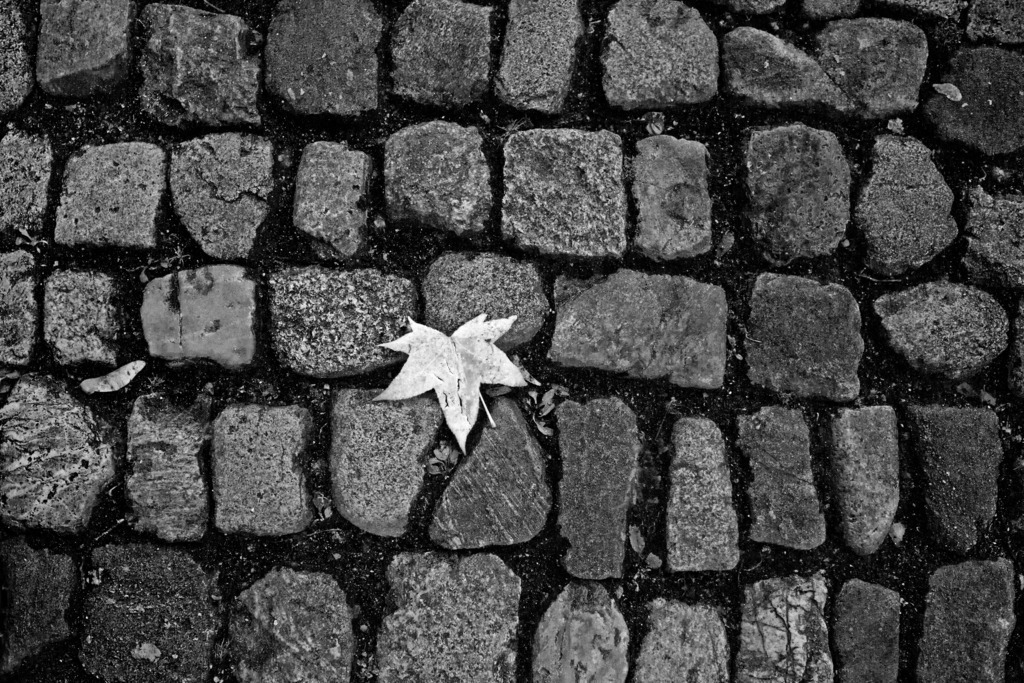 Blatt auf Kopfsteinen_wb_3512sw | Hell leuchtendes Blatt auf Pflastersteinen. 