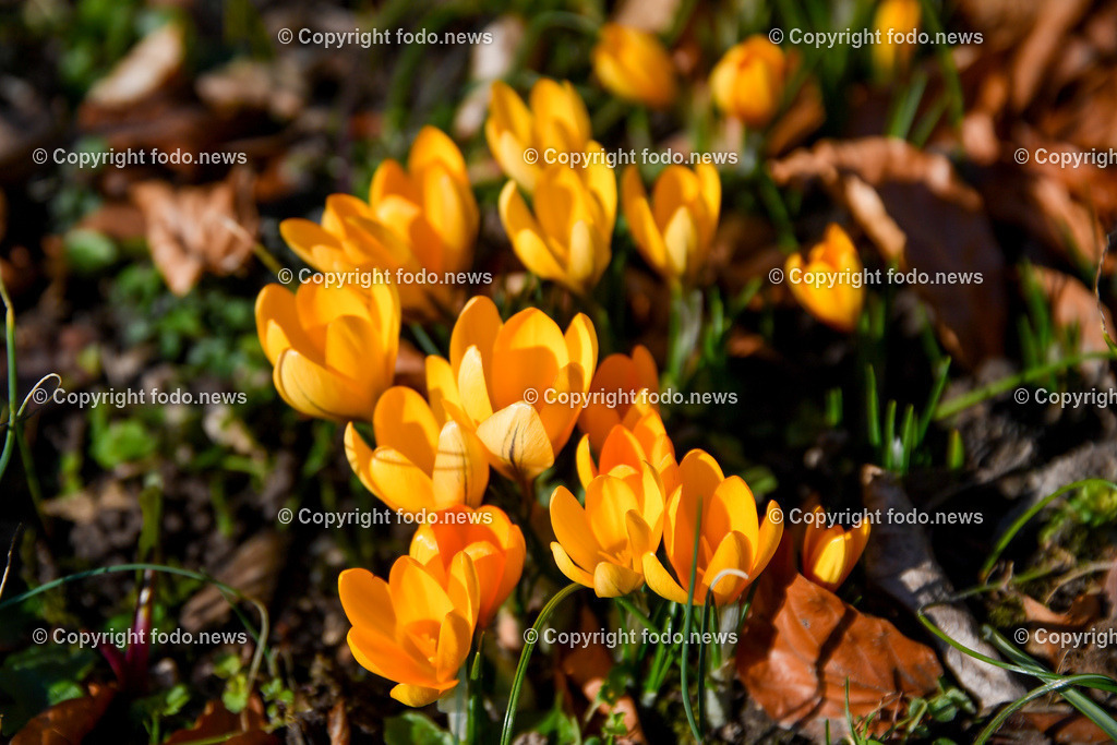 Botanischer Garten_ Friedrich Schwarz_ 08.03.2022-11 | 08.03.2022, Linz, AUT, Botanischer Garten Linz, im Bild Krokuss