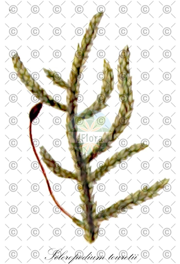 HistAbb_wfo-0000492941_1_ENZY_Simple | Historische Abbildung von Scleropodium touretii - Brachytheciaceae | Historical Illustration of Scleropodium touretii - Brachytheciaceae