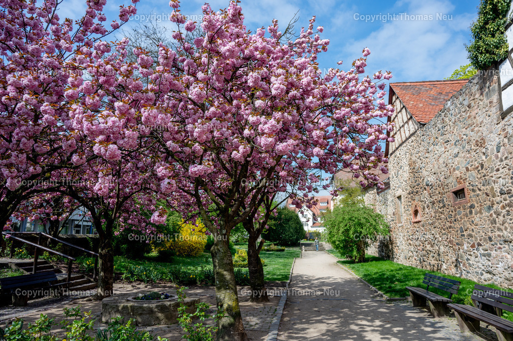zwingenberg-stadtpark-bergstrasse-fruehling-altstadt-kirschbluete-hessen-Fotografie-Thomas-Neu-18 | Zwingenberg an der hessichen Bergstraße ist die älteste Stadt an der Bergstraße, mit einer wunderschönen Altstadt mit zahlreichen Fachwerkhäusern liegt unterhalb des Melibokus,hier im Frühling wenn im Stadtpark zahlreiche Bäume und Sträücher blühen und einen besondern Zauber ausüben,  Das Motiv vermittelt die ruhige, idyllische Atmosphäre der Region und ist ideal als Wandbild für Wohnräume, Büros oder Praxen geeignet. Bild: Thomas Neu