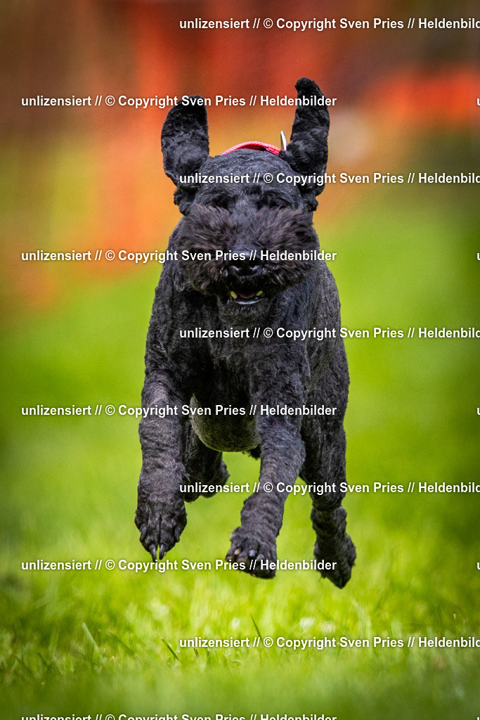 Sven Pries | 2025-04-13 - Hunderennen Baden-Baden - Realisiert mit Pictrs.com