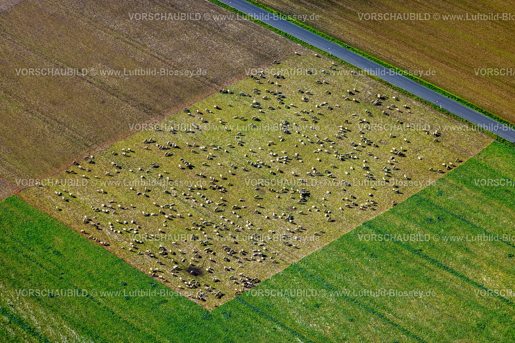 Holzwickede220900715 | Luftbild, Schafe auf einer Wiese, Holzwickede, Ruhrgebiet, Nordrhein-Westfalen, Deutschland