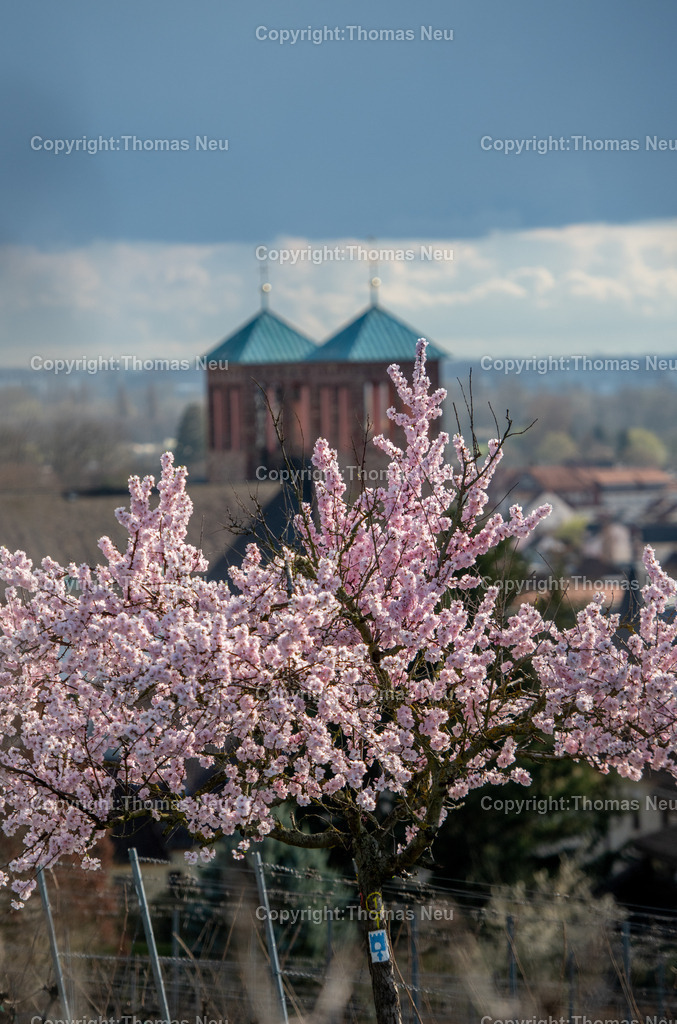 mandelbluete-kirchberg-bensheim-Bensheim-Fruehling-bergstrasse-kirche-sankt-georgFotografie-thomas-neu.jpg-14 | Der Kirchberg in Bensheim zeigt sich im Frühling von seiner schönsten Seite. Zarte rosa Blüten der Mandelbäume setzen farbliche Akzente in den sanft geschwungenen Weinbergen der Hessischen Bergstraße. Im Hintergrund thront das charakteristische Kirchberghäuschen, ein beliebtes Ziel für Spaziergänger und ein markantes Wahrzeichen oberhalb der Stadt.
Die Kombination aus aufblühender Natur, strukturierten Rebreihen und dem weiten Blick über die Landschaft macht diesen Ort zu einem der bekanntesten Fotomotive der Region. Besonders zur Mandelblüte entsteht hier eine mediterran anmutende Szenerie, die jedes Jahr zahlreiche Besucher und Fotografen anzieht.
Dieses Motiv steht für den Frühling an der Bergstraße – für Aufbruch, Licht und die besondere Verbindung von Weinbau, Landschaft und Kultur.