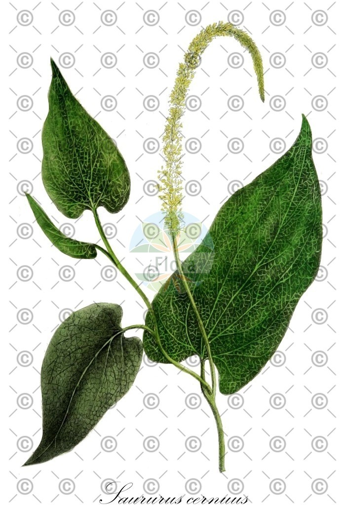 HistAbb_wfo-0001196737_1_ENZY_Simple | Historische Abbildung von Saururus cernuus - Saururaceae (Amerikanischer Molchschwanz;Gewähnlicher Eidechsenschwanz) | Historical Illustration of Saururus cernuus - Saururaceae (lezardelle penchée)