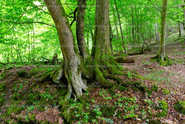 Wurzelwerk im Morgenbachtal | Landschaftsfoto aus dem Morgenbachtal