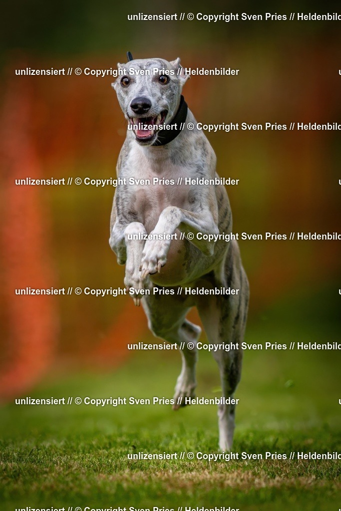 Sven Pries | 2024-09-22 - Hunderennen Baden-BadenPudelverein - Realisiert mit Pictrs.com