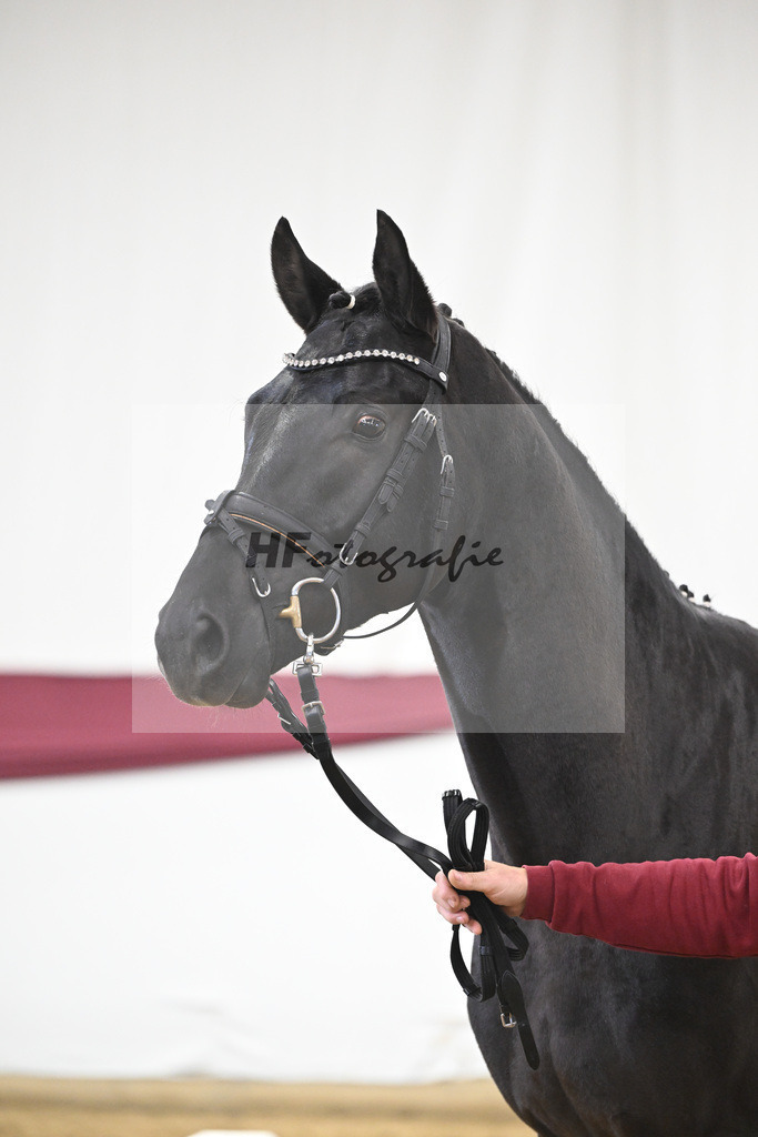 Kat-Nr. 29 Zackerey x L Espoir_Gestuet Greim_47253561 | hf-fotografie - Realisiert mit Pictrs.com