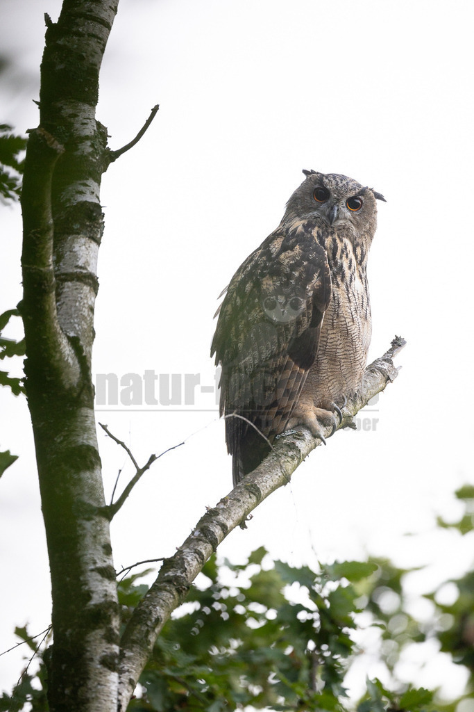 R6NF8105_20250817 | Der Uhu (Bubo bubo) ist die größte Eulenart Europas, ein nachtaktiver Jäger mit charakteristischen Federohren und leuchtend orangeroten Augen. Er ist ein Standvogel, der in vielfältigen Landschaften, oft in Felsennähe, brütet und sich von Säugetieren, Vögeln und anderen Kleintieren ernährt. Der Uhu, dessen Name von seinem dumpfen Ruf stammt, ist nach einer Ausrottung im 20. Jahrhundert wieder erfolgreich in Deutschland etabliert worden.  - Realisiert mit Pictrs.com