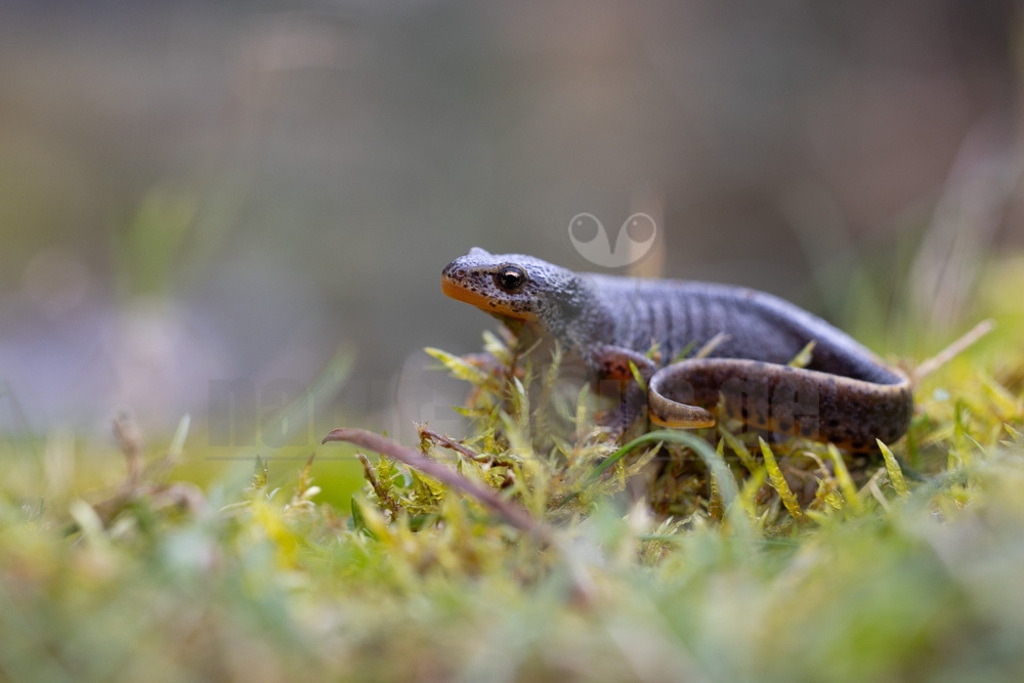 R5NF0863-20230325 | Der Bergmolch oder Alpenmolch gehört zur Ordnung der Schwanzlurche innerhalb der Klasse der Amphibien. Die Art ist in Teilen Europas verbreitet. Der Bergmolch wurde zum „Lurch des Jahres 2019“  - Realisiert mit Pictrs.com