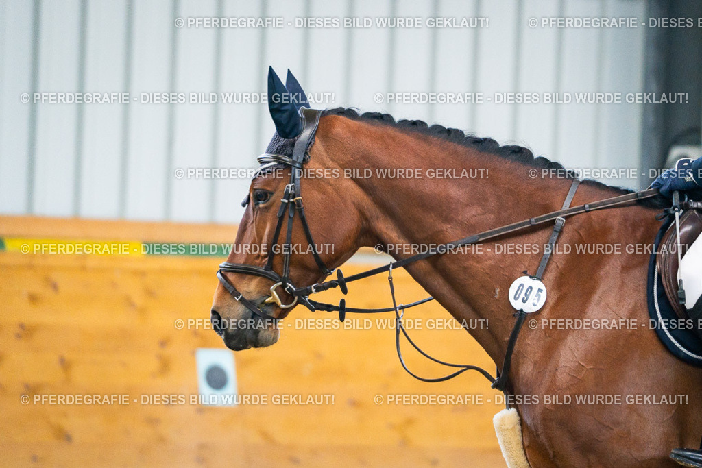 DSC00553 | Pferdegrafie