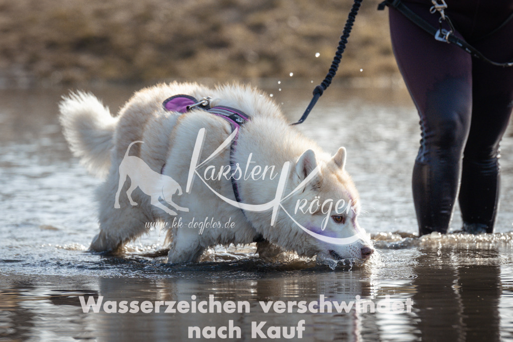1118_ZZ93685 | kk-dogfotos