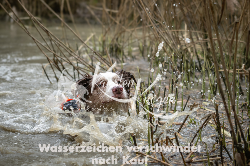 1515_ZZ92668 | kk-dogfotos