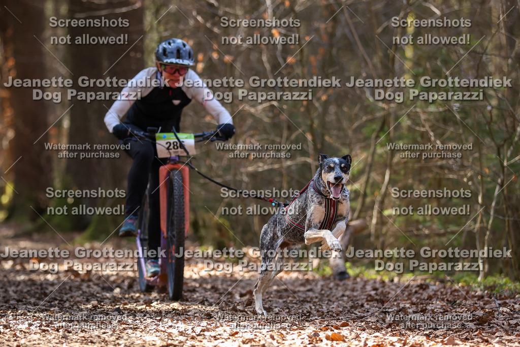 Dog Paparazzi - VCC26-1333 | Dog Paparazzi Jeanette Grottendiek Fotografie & Videografie - Realisiert mit Pictrs.com