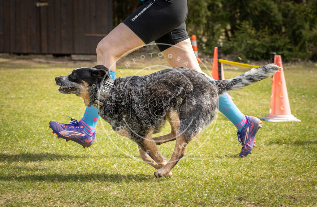 Pfotenfotografie_DV3A6551 | Hundefotografie, Tierfotograf, Pfotenfotografie, Fotoshooting Hund, Hunde Portrait, Hundesport, Hundeportraits, Heideshooting, Hunde, Sportfotograf, Hundefotograf, Turnierhundsport, THS,  - Realisiert mit Pictrs.com