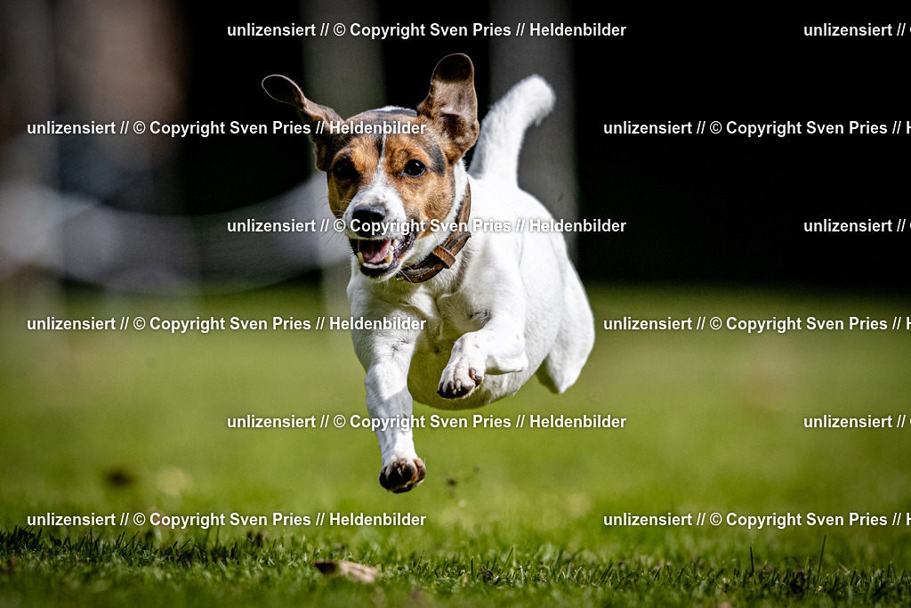 Sven Pries | 2025-10-03 - Hunderennen Obergrombach - Realisiert mit Pictrs.com