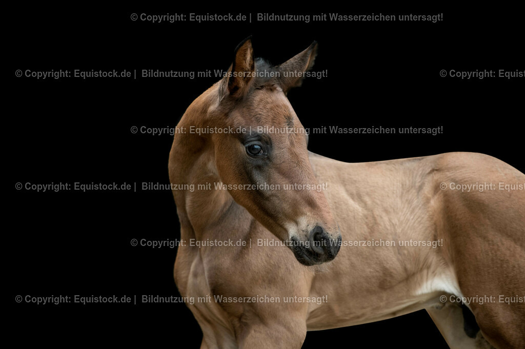 20210316_Fohlen_0089 | equistock